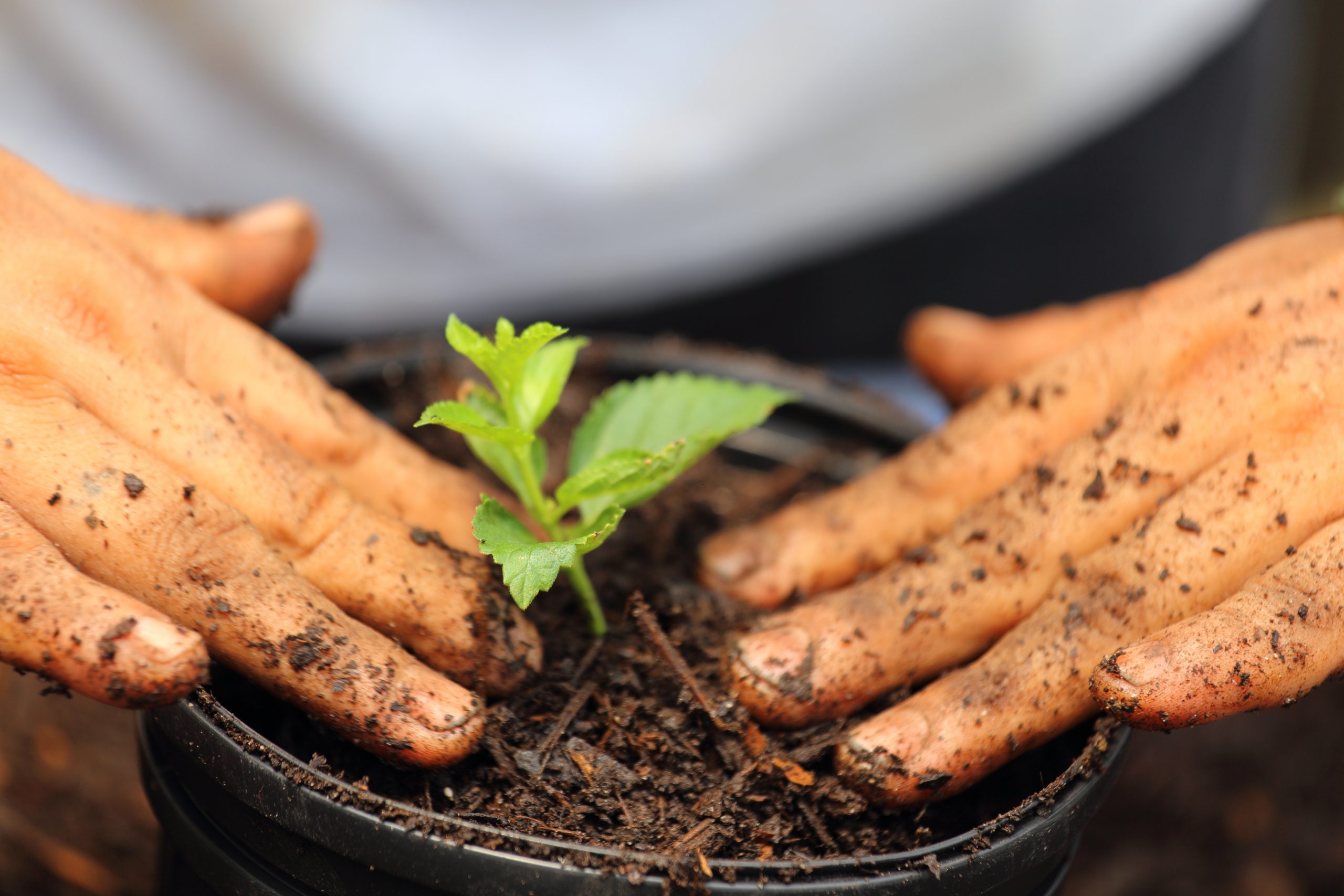A close up view of someone planting a lantana into a pot.